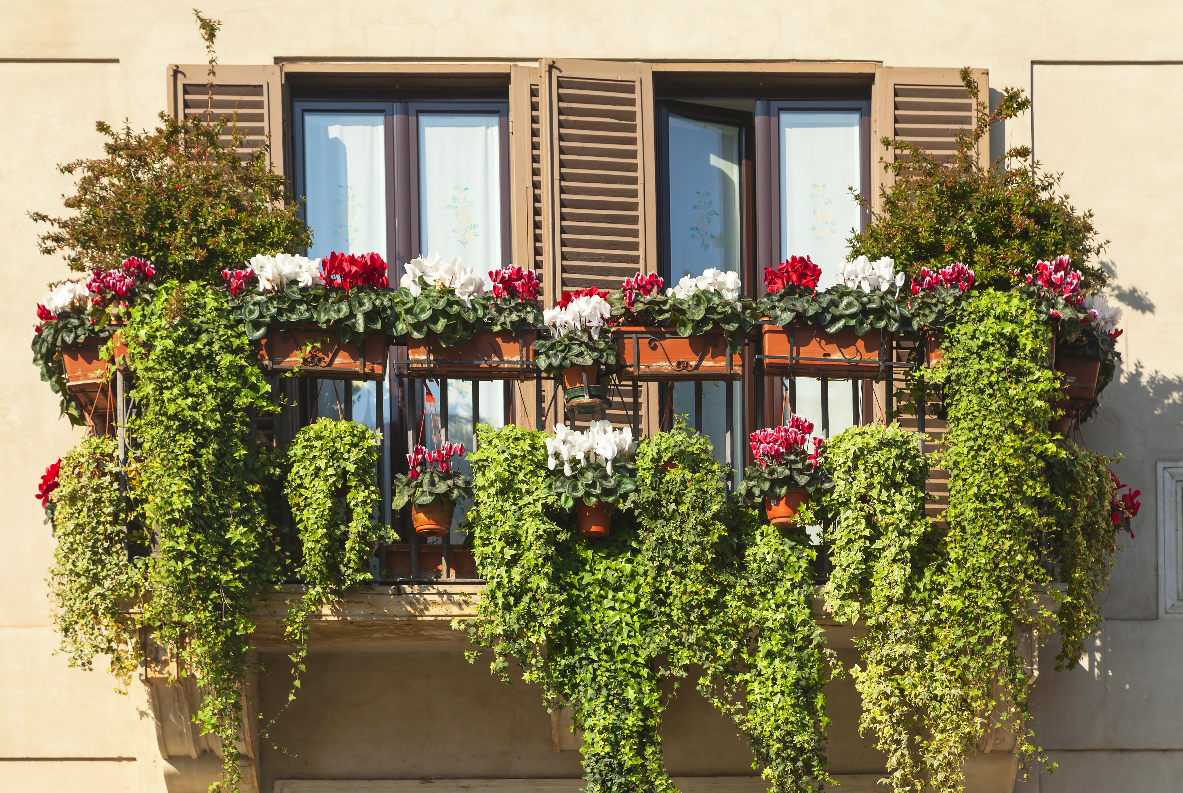 Sichtschutzpflanzen f r  den Balkon 