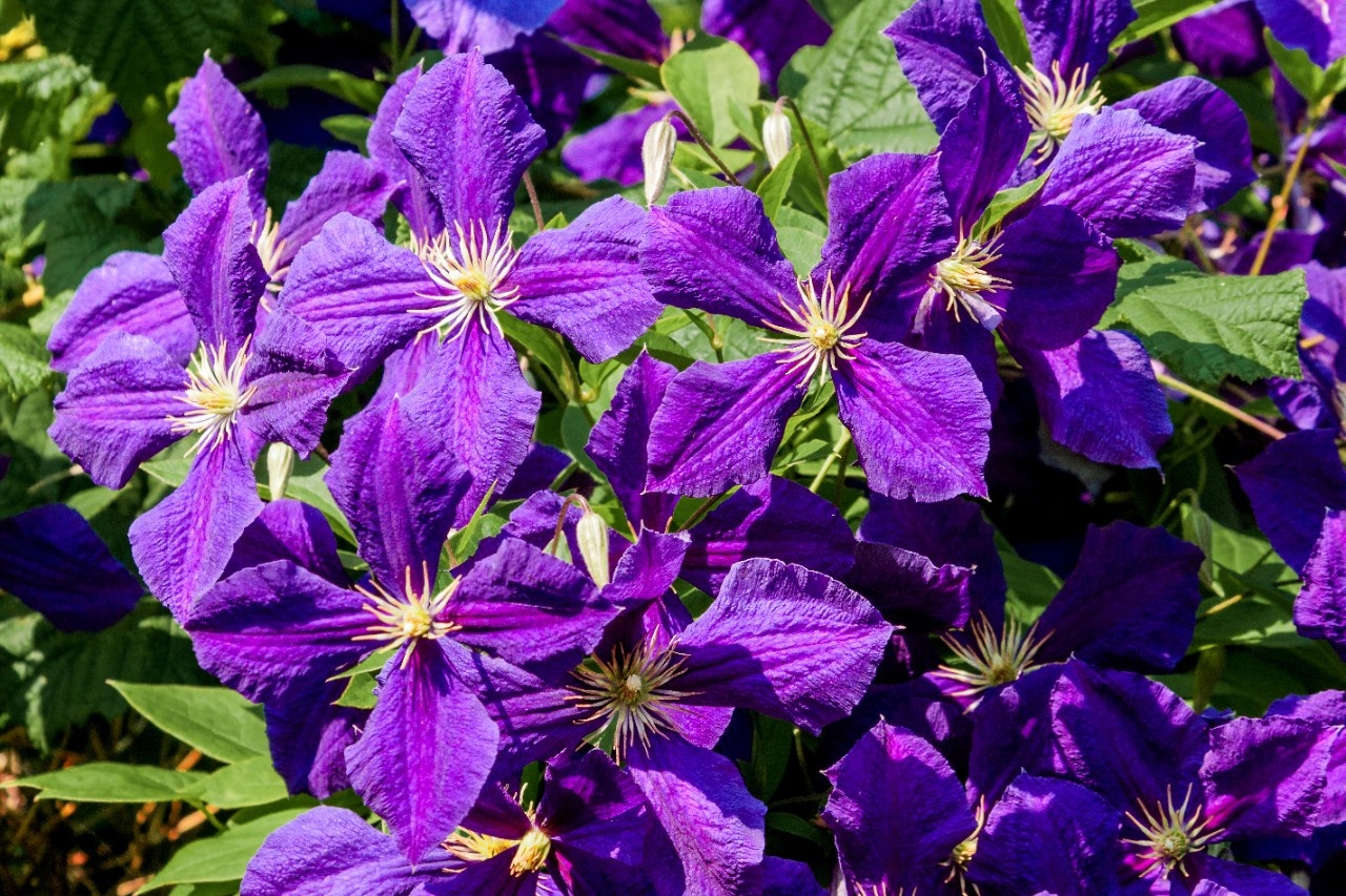 Clematis Jackmanii Schneiden