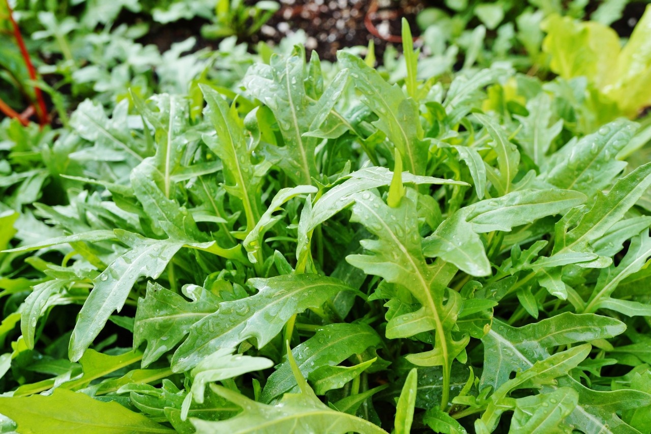 Rucola Im Garten Gartengestaltung Idee