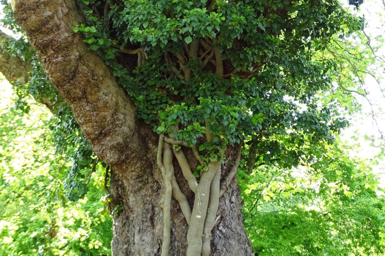 Efeubewuchs am Baum