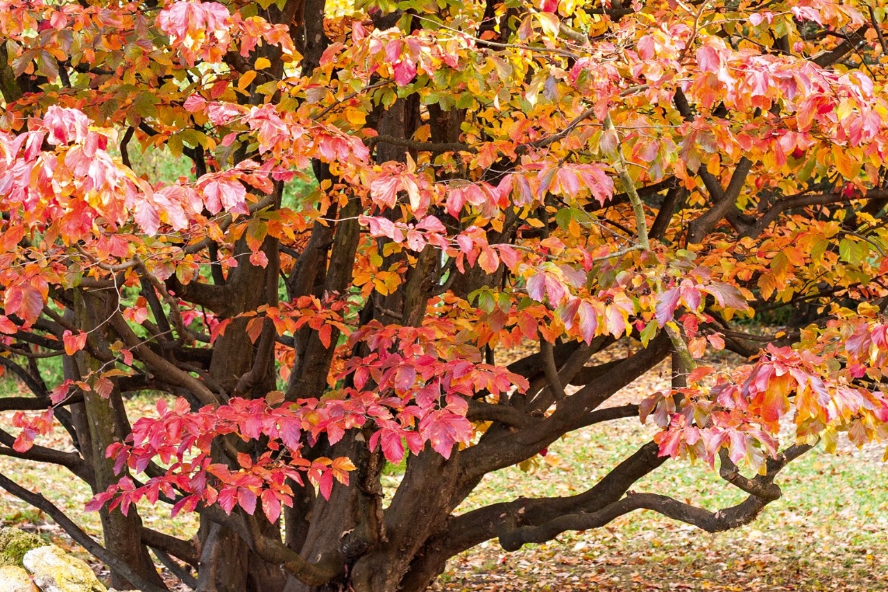 Leuchtende Herbstfarbe Eisenholzbaum